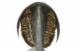 Amazing Cornuproetus Trilobite - Rock Removed Under Shell #230522-5